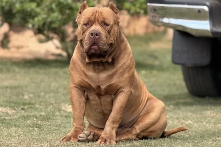 Cão de quase 80 kg viraliza nas redes sociais ao 'adotar' filhote de pato - Arquivo Pessoal