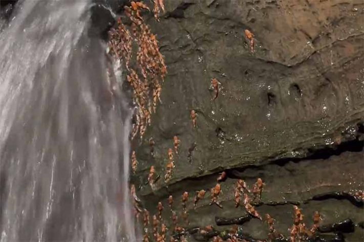 Bagres-abelha (Rhyacoglanis paranensis) peixe - Reprodução de vídeo G1
