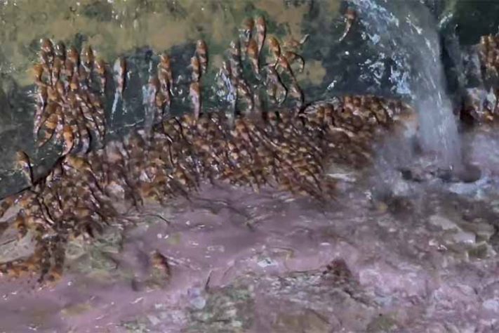 Bagres-abelha (Rhyacoglanis paranensis) peixe - Reprodução de vídeo G1