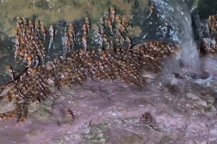 A migração em massa, que ocorre no início das chuvas e durante a qual os peixes não se alimentam, é provavelmente ligada à reprodução (desova) da espécie.