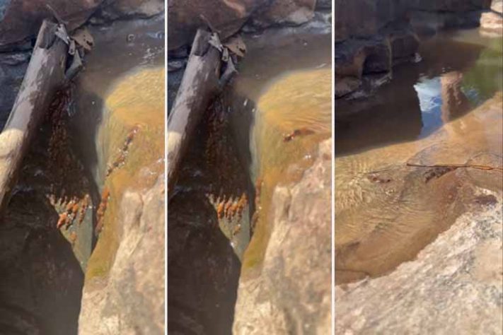 Bagres-abelha (Rhyacoglanis paranensis) peixe - Reprodução de vídeo G1