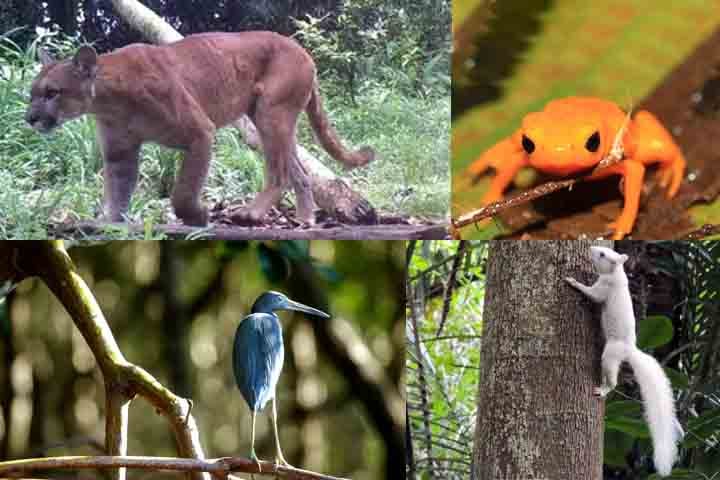 Além da onça-parda no topo de cadeia, a fauna local traz registros de cutias, macacos, aves raras e insetos polinizadores, peça-chave para a regeneração natural.