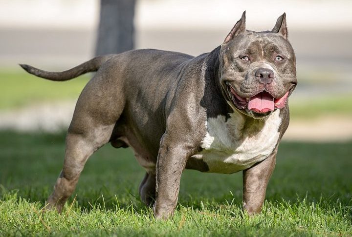 O American Bully é uma raça relativamente nova, originada nos Estados Unidos nos anos 1990. 