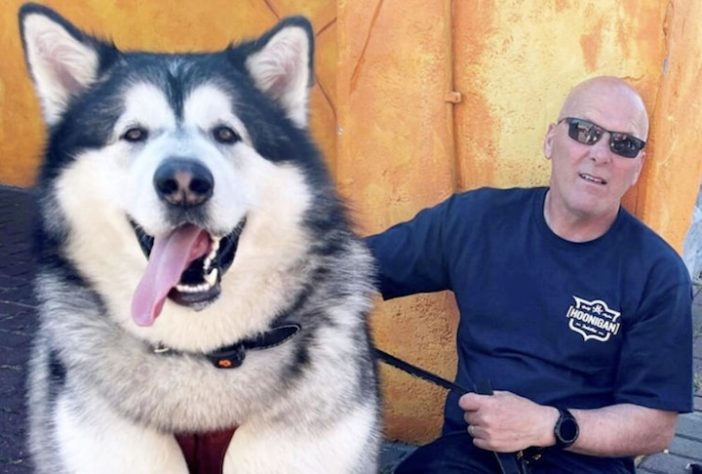 Cachorro gigante de 82 quilos faz sucesso nas redes sociais - Reprodução/Redes Sociais
