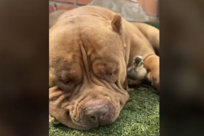 Cão de quase 80 kg viraliza nas redes sociais ao 'adotar' filhote de pato - Arquivo Pessoal