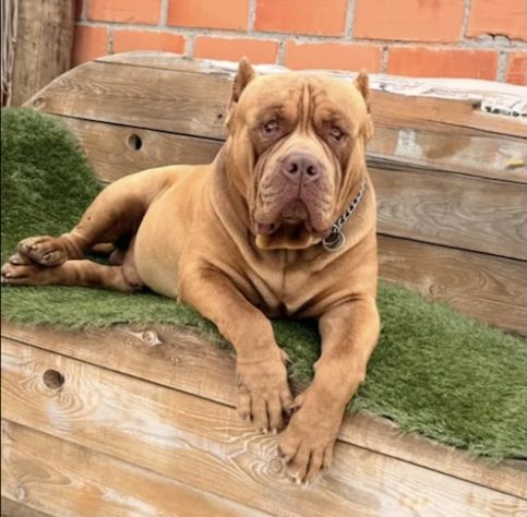 Cão de quase 80 kg viraliza nas redes sociais ao 'adotar' filhote de pato - Arquivo Pessoal