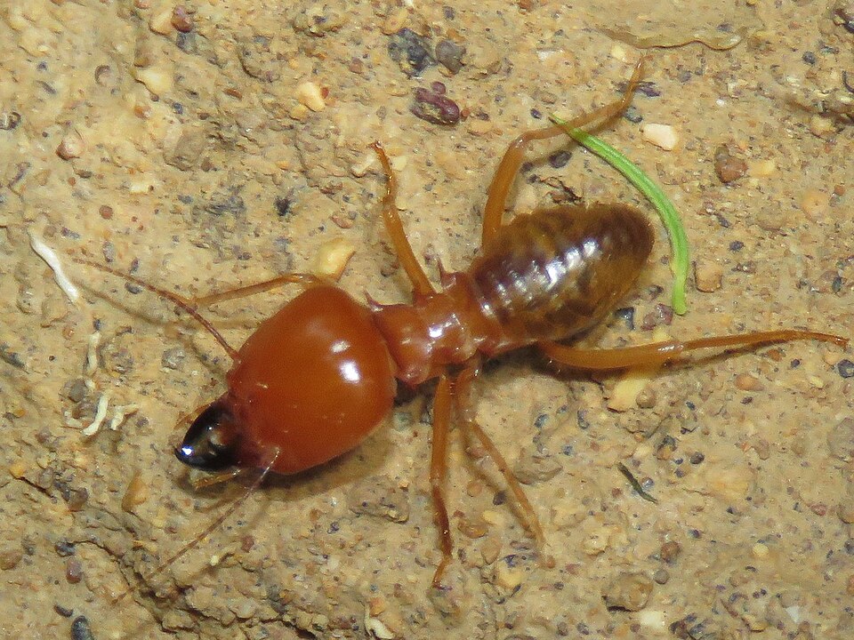 As infestações costumam ocorrer em locais úmidos, escuros e pouco ventilados, ambientes ideais para a reprodução e alimentação das colônias. 
