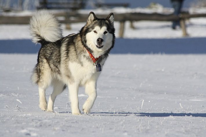 Malamutes-do-alaska - Wikimedia Commons/Carina Wicke Photographer