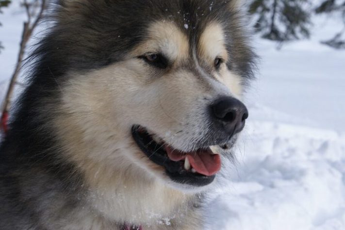 Malamutes-do-alaska - Flickr - Randi Hausken