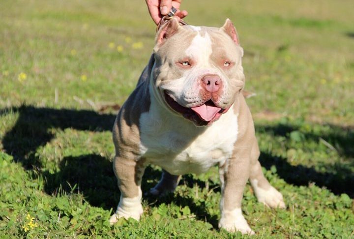 Seu surgimento se deu a partir de cruzamentos entre o American Pit Bull Terrier e o American Staffordshire Terrier, com o objetivo de criar um cão forte, mas de temperamento dócil.