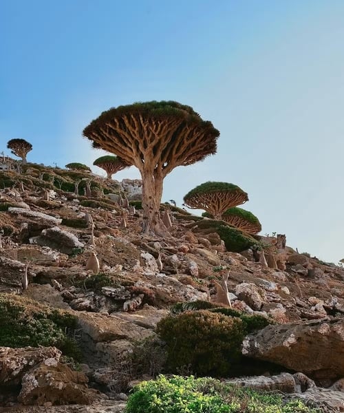 As imagens unem a presença marcante da cantora ao cenário quase surreal do local, onde o deserto se encontra com o mar e espécies únicas resistem ao tempo.