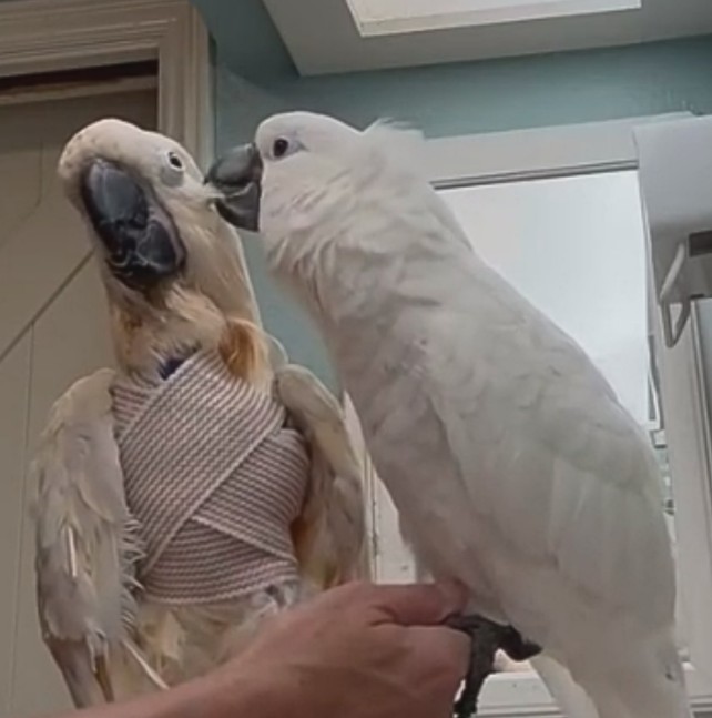 Dino havia perdido o dono, que faleceu, e chegou ao abrigo em estado delicado, com apenas uma asa e uma perna funcionais. “Daquele dia em diante, prometi que ele nunca mais se sentiria sozinho, sem cuidados ou sem amor”, contou a tutora ao GeoBeats Animals.