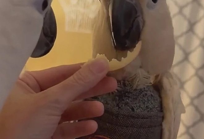 Cacatua cega reencontra alegria nos últimos meses de vida; veja o motivo
