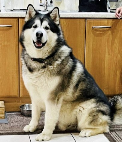 Cachorro gigante de 82 quilos faz sucesso nas redes sociais - Reprodução/Redes Sociais