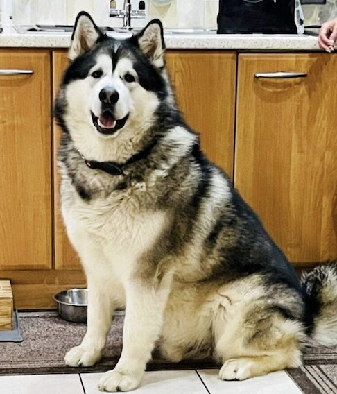 Mal, um Malamute-do-alaska de cinco anos, pesa quase 82 quilos, mais do que muitos pôneis pequenos.