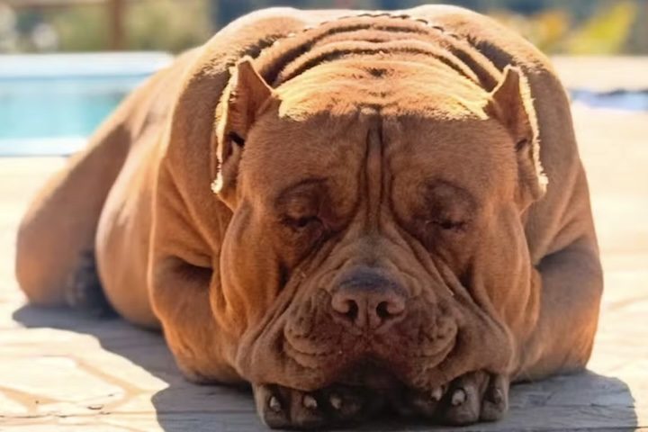 Apesar do tamanho e da aparência imponente, Joker é dócil e adora carinho. Em passeios, ele chama atenção e até forma rodas de curiosos ao redor.