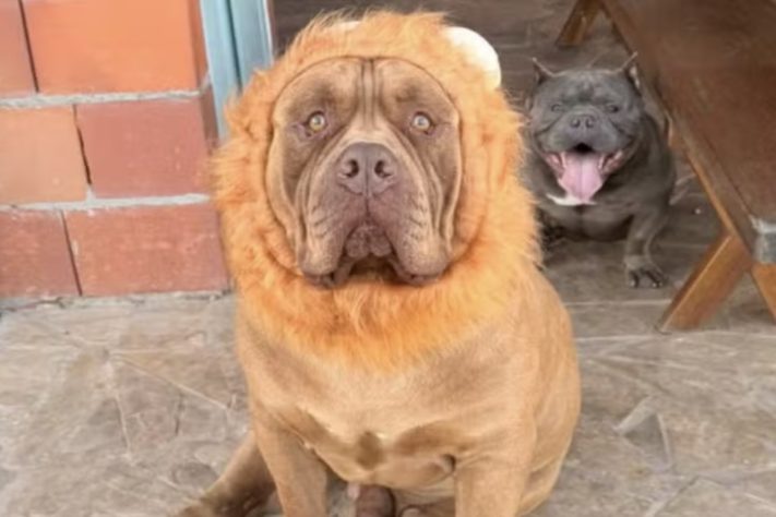 Cão de quase 80 kg viraliza nas redes sociais ao 'adotar' filhote de pato - Arquivo Pessoal