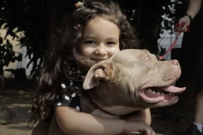 Cachorro American Bully - Reprodução/YouTube