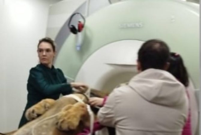 Check-up “selvagem”: Leão faz ressonância magnética em Curitiba