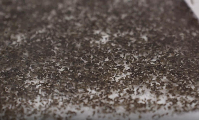 Esse índice era de 1.881 casos para cada 100 mil habitantes. No atual cenário da Fiocruz, Fundação Oswaldo Cruz, a Wolbachia já é utilizada e pode ajudar no combate à dengue. 