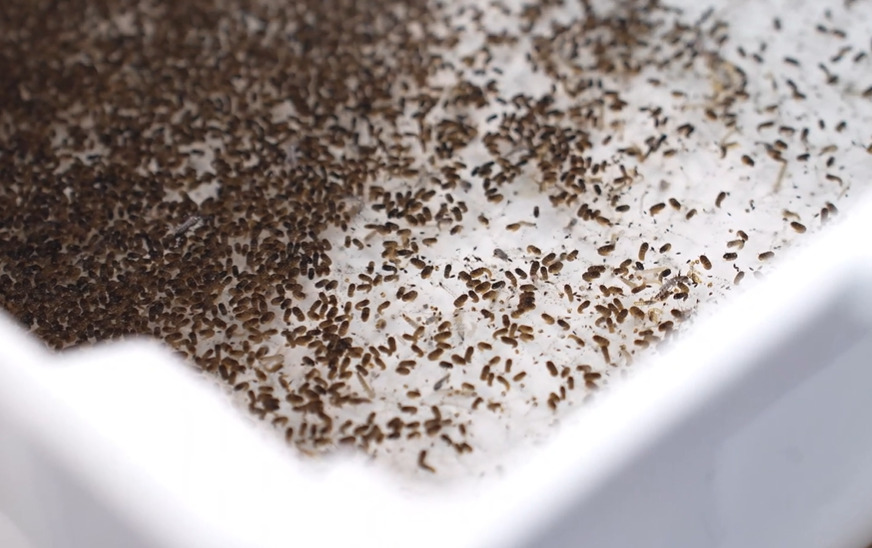 Afinal, em 2024, o Brasil viveu a maior crise de dengue registrada no país, visto que foram registrados 4.013.746 casos prováveis de dengue e 3.809 mortes, além de 232 óbitos em investigação.