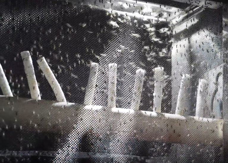 O foco é que esses mosquitos sejam contaminados com a Wolbachia, uma espécie de bactéria que reduz a transmissão da dengue em mais de 75%, segundo levantamento da Oxitec.