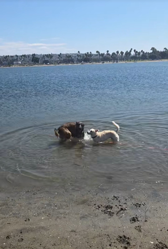 Zeke se adapta gradualmente à nova condição e vive feliz com sua irmã canina, Blue, inspirando resiliência e gentileza.