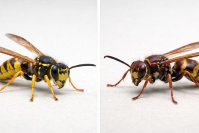 Confira o que fazer em caso de ataque de marimbondos ou vespas