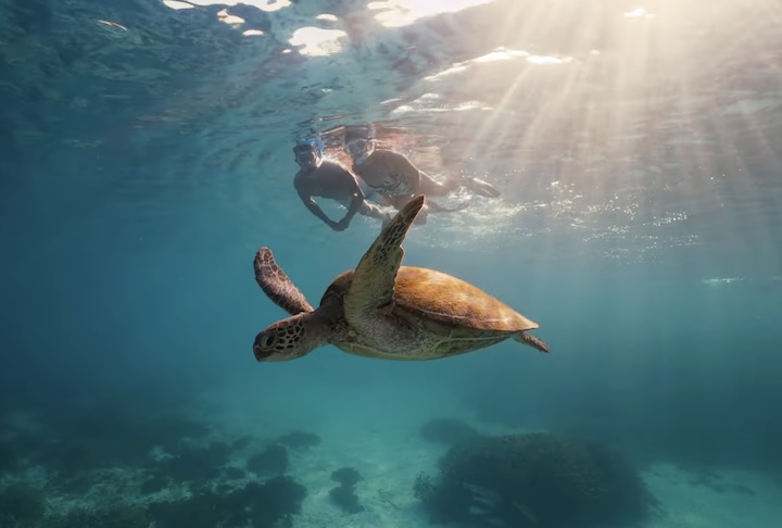Lá, é possível observar tartarugas-marinhas, cardumes de peixes tropicais e recifes rasos ideais até para snorkel.