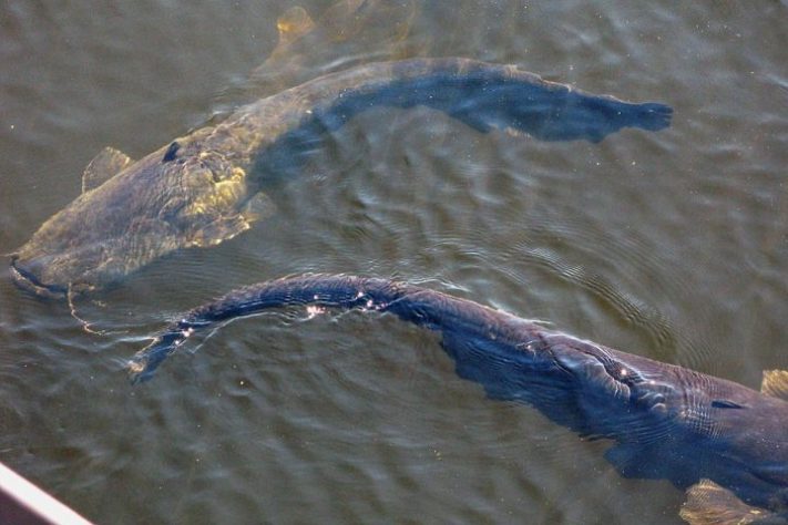Peixes bagre – Sirujs Enobs - Panoramio