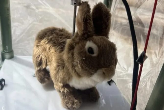 Robôs em forma de coelho ajudam a capturar pítons invasoras na Flórida