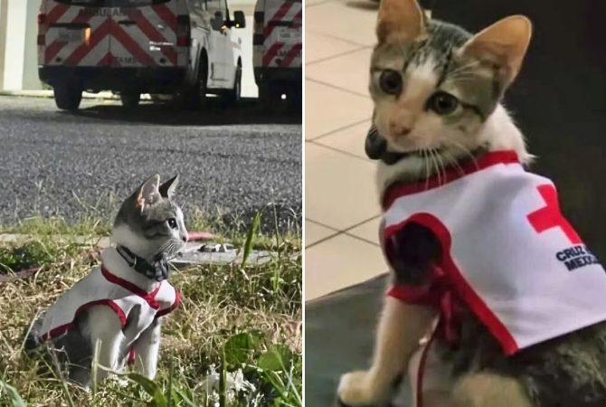 Urgencio, o gato resgatado que virou mascote da Cruz Vermelha no México