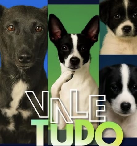 Inspirada em “Vale Tudo”, ONG cria campanha com cachorrinhos batizados de Odete Roitman, Raquel, César e Maria de Fátima – Reprodução/Instagram