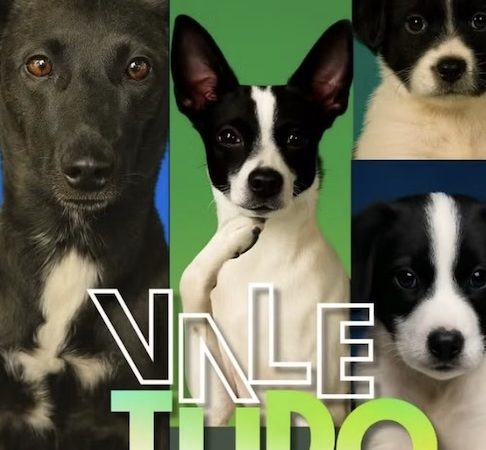 Campanha de adoção inspirada em personagens de ‘Vale Tudo’ e faz sucesso nas redes