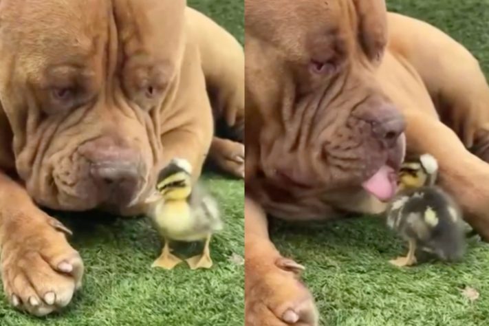 Cão de quase 80 kg viraliza nas redes sociais ao 'adotar' filhote de pato - Montagem/Reprodução/Redes Sociais 