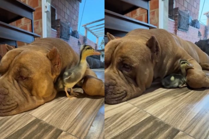 Cão de quase 80 kg viraliza nas redes sociais ao 'adotar' filhote de pato - Montagem/Reprodução/Redes Sociais