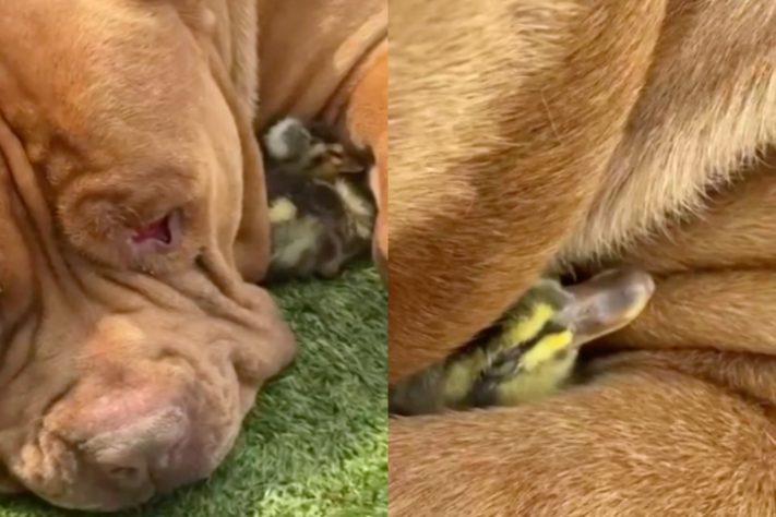 Cão de quase 80 kg viraliza nas redes sociais ao 'adotar' filhote de pato - Montagem/Reprodução/Redes Sociais