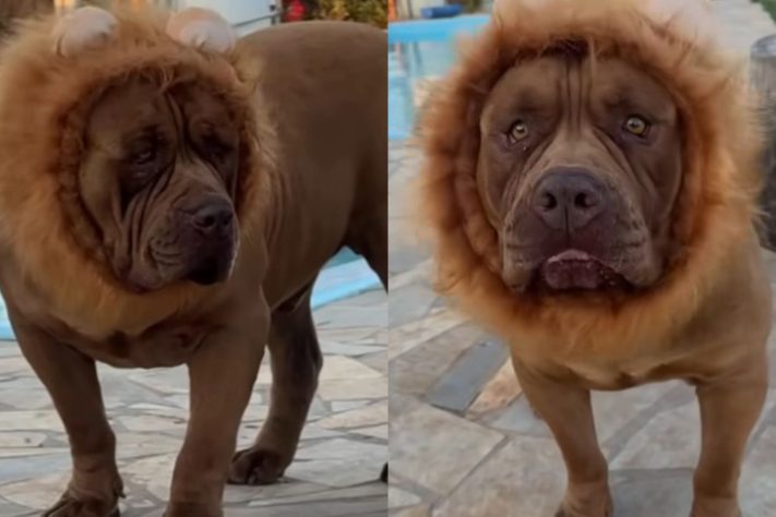 Cão de quase 80 kg viraliza nas redes sociais ao 'adotar' filhote de pato - Montagem/Reprodução/Redes Sociais