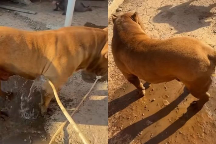 Cão de quase 80 kg viraliza nas redes sociais ao 'adotar' filhote de pato - Montagem/Reprodução/Redes Sociais