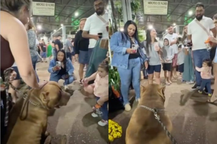 Cão de quase 80 kg viraliza nas redes sociais ao 'adotar' filhote de pato - Montagem/Reprodução/Redes Sociais