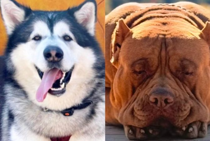 Histórias com cachorros gigantes viralizam na internet. Um deles tem até pato de estimação!