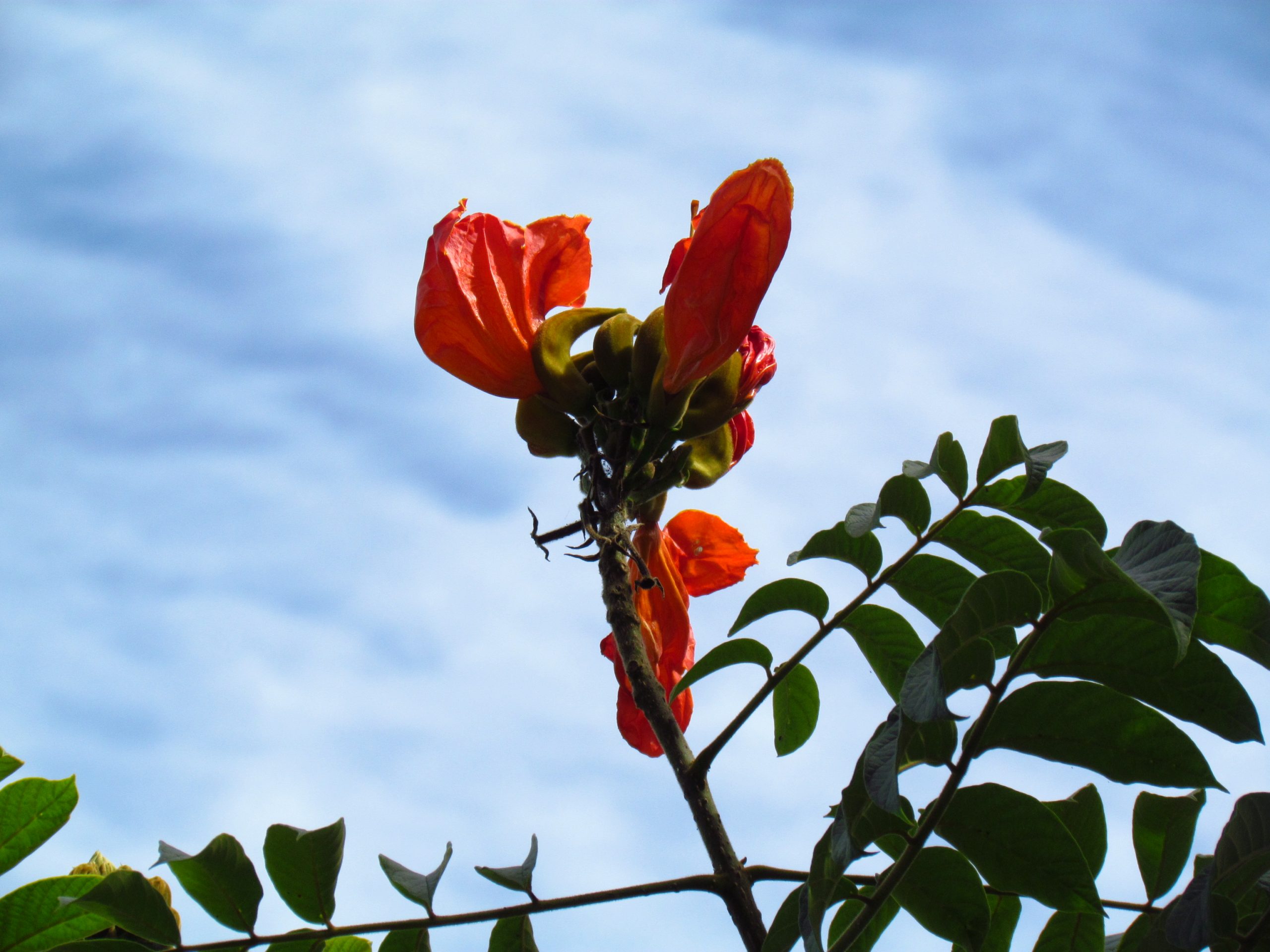 O Instituto do Meio Ambiente  alerta que as toxinas da árvore presentes em pólen, néctar ou mucilagem podem matar insetos e prejudicar a polinização. Para combater a espécie, o IMA divulga avisos nas redes sociais e planeja outras ações educativas.