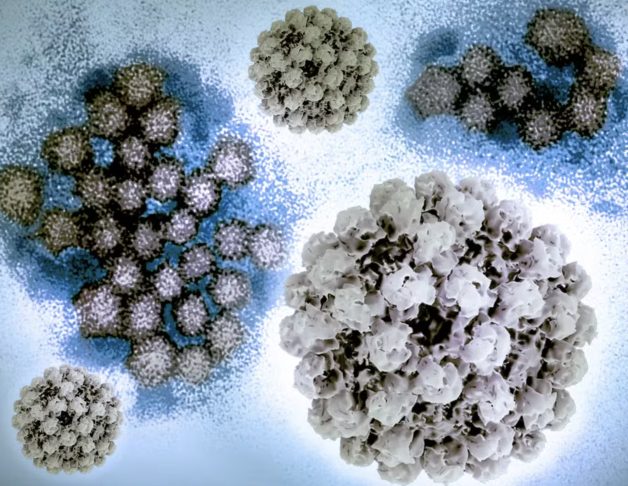 Segundo o especialista em doenças infecciosas e professor do Vanderbilt University Medical Center, William Schaffner, o norovírus é conhecido como o 