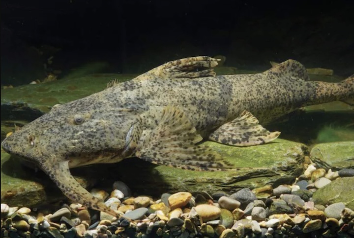Cientistas descobrem nova espécie de peixe gigante predador na China