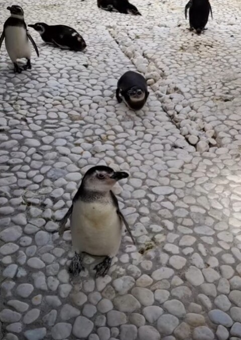 Para sobreviver, recebeu uma transfusão de sangue feita por outro pinguim em recuperação, que se tornou um verdadeiro 