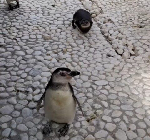 Pinguim-de-magalhães doa sangue a outro em gesto comovente no ES