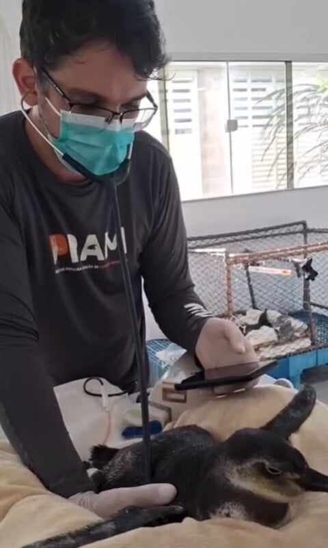 O momento foi registrado em vídeo e divulgado pelo instituto, que aproveitou para incentivar doações de sangue entre humanos com a mensagem: 