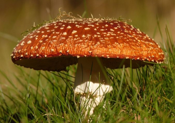 Cogumelos