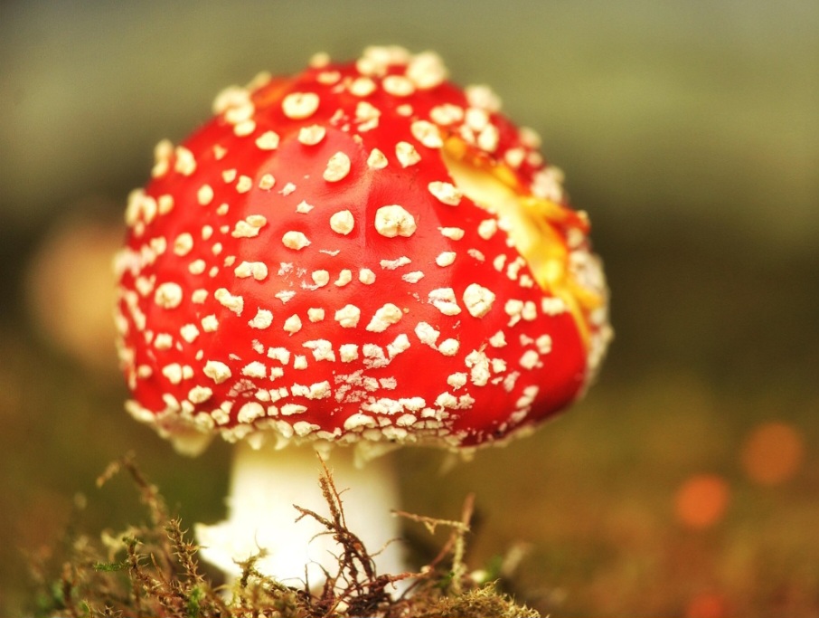 A equipe da Jiangnan University aplicou a técnica CRISPR no fungo Fusarium venenatum, conhecido por ser base de produtos como o Quorn, sem inserir material genético externo. A nova linhagem apresentou aumento de 88% na produção de proteína e reduziu em 44% o consumo de nutrientes.