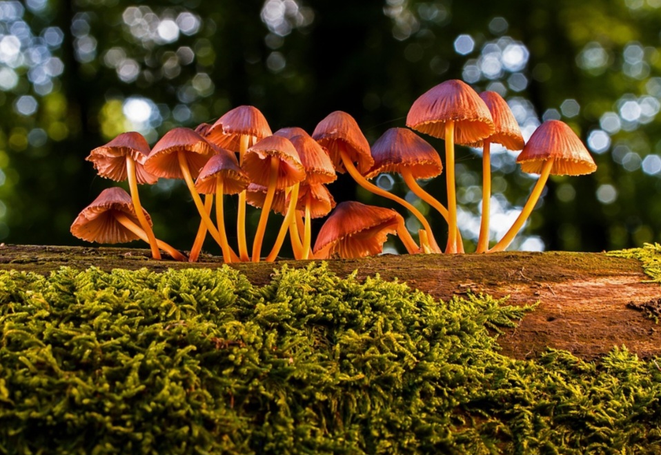 A confusão entre espécies comestíveis e venenosas é um risco gravíssimo, podendo levar a sintomas como desconforto gástrico, falência de órgãos e até a morte.